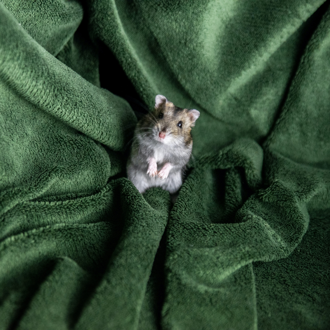 All About Syrian Teddy Bear Hamster, House, Care, Toy, Feeding & Lifespan