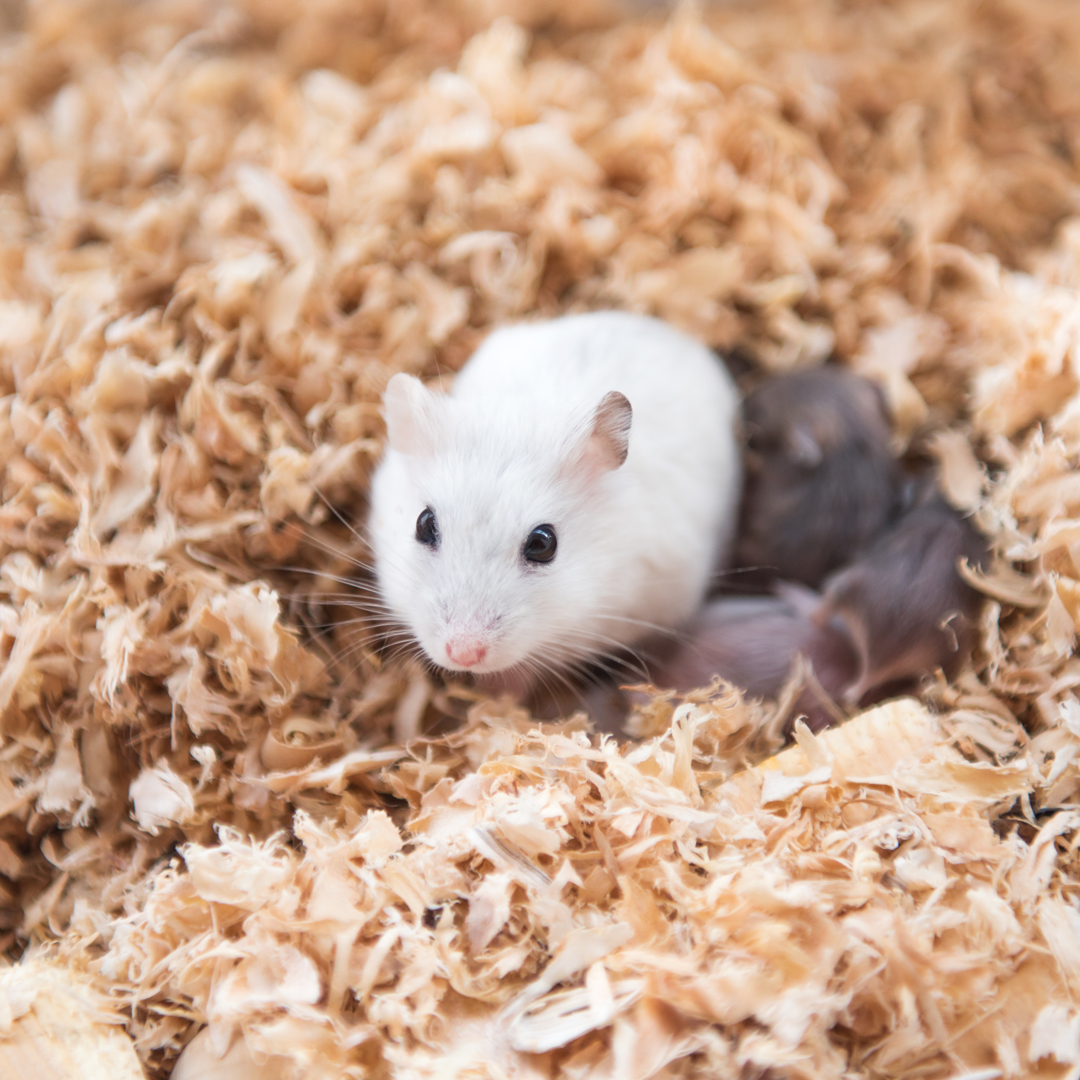 Is Aspen Bedding Actually Safe For Hamsters Millamore