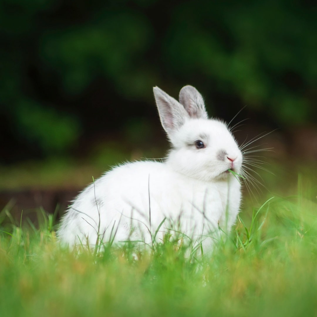 10 Interesting Fact About Rabbits