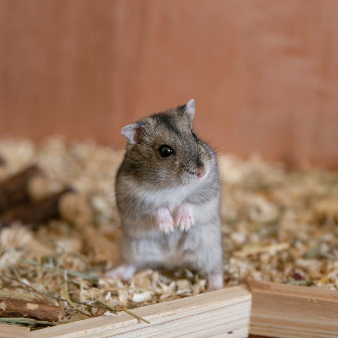 choosing-the-right-bedding-for-hamsters-in-2022