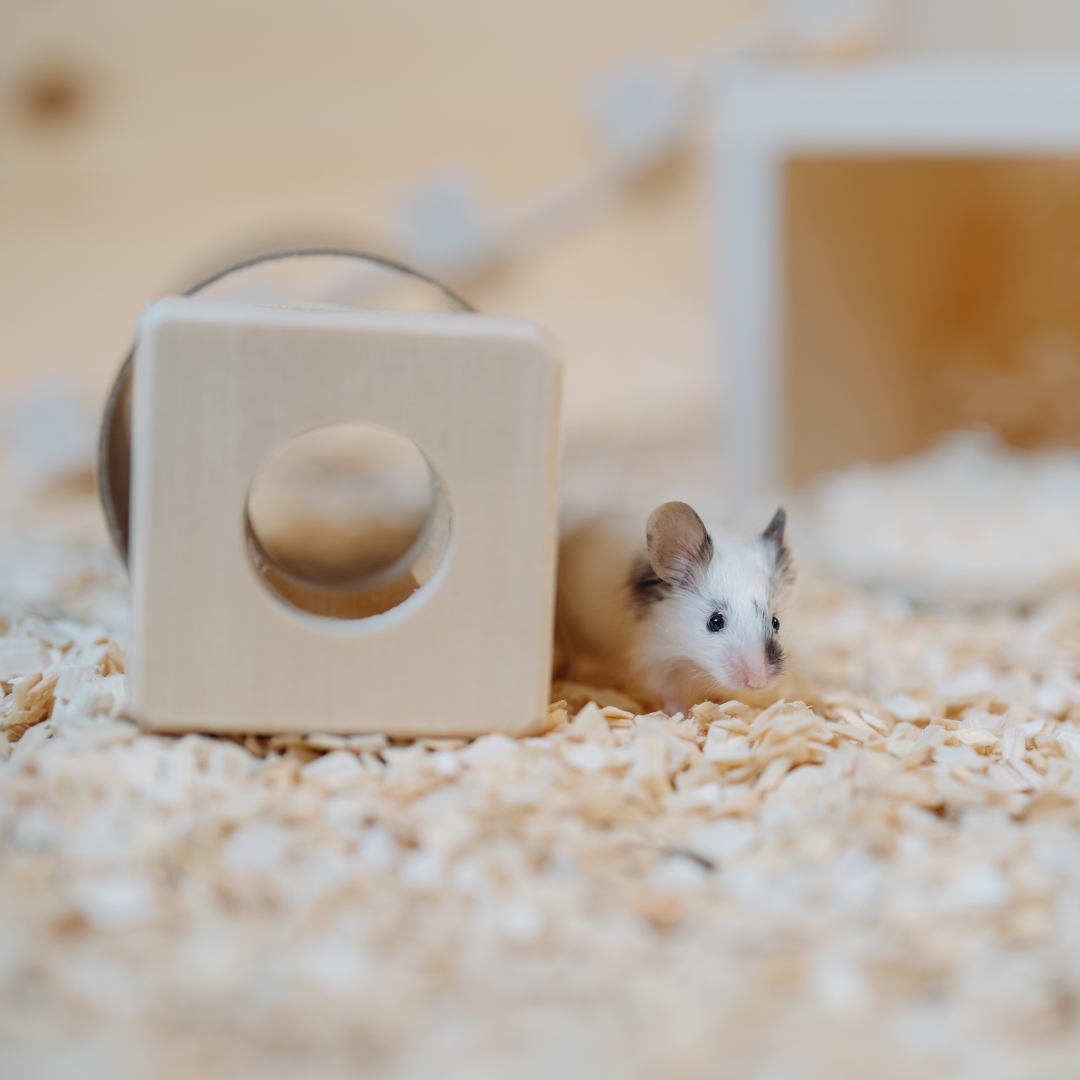 how-to-create-a-safe-and-stimulating-environment-for-your-small-pet